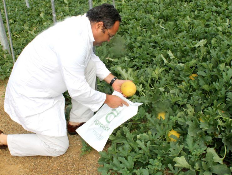 AGROCOLOR, EN INVERNADERO