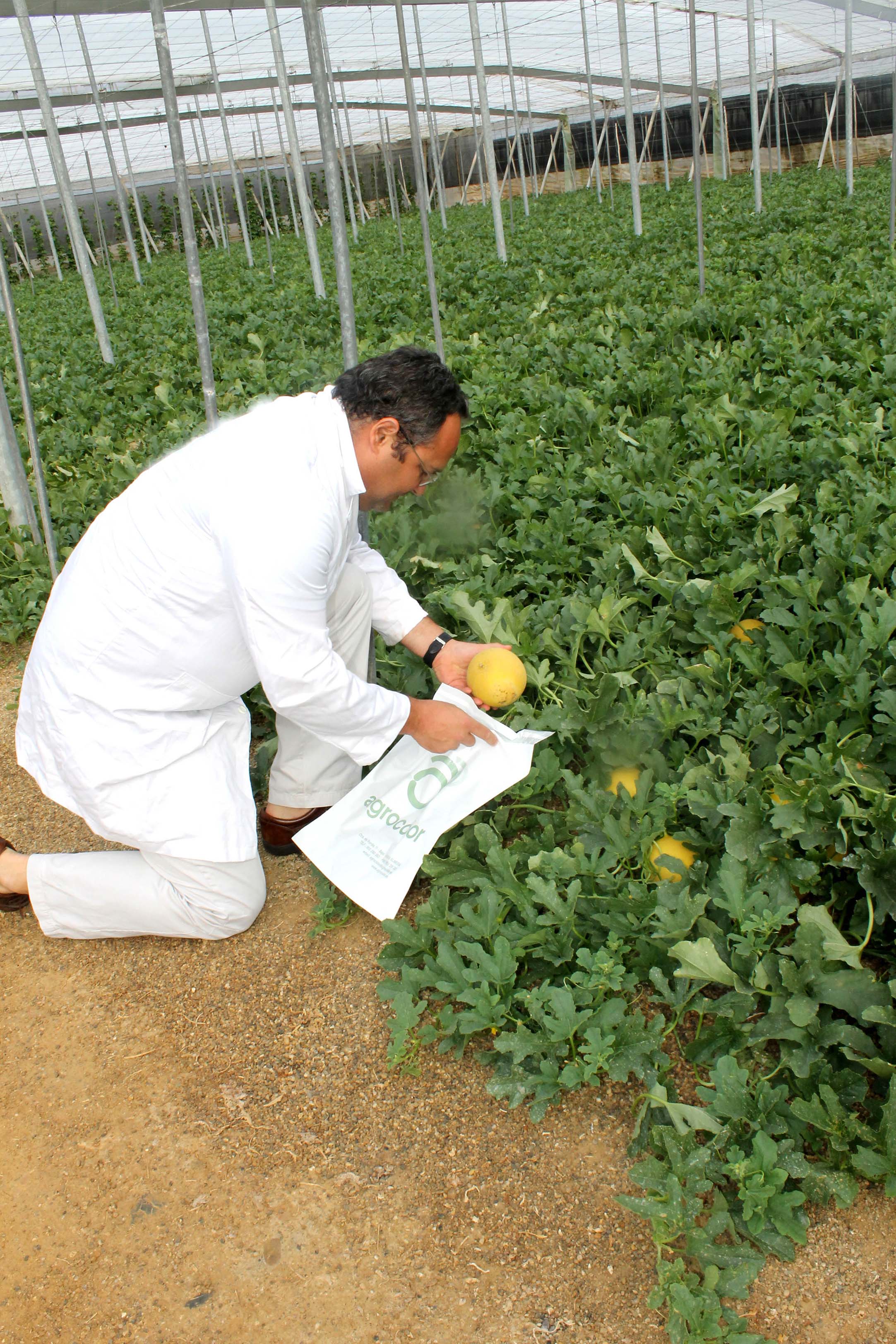 AGROCOLOR, EN INVERNADERO