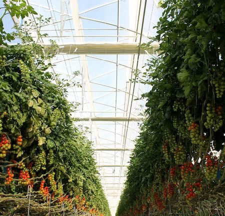 Aumenta la producción ecológica en la agricultura