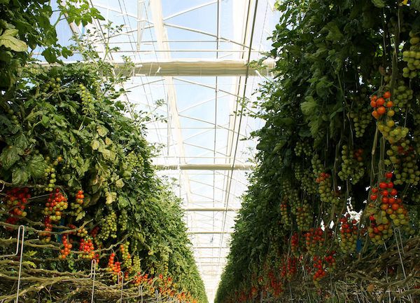 Aumenta la producción ecológica en la agricultura