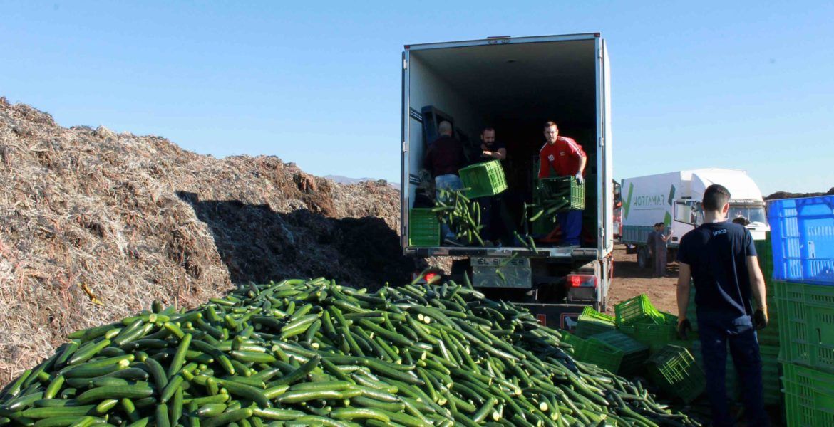 Comercializadoras de Coexphal retiraron 100.000 kilos de pepino