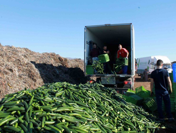 Comercializadoras de Coexphal retiraron 100.000 kilos de pepino