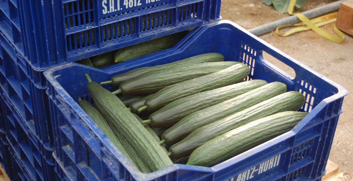 Los precios del pepino han motivado retiradas