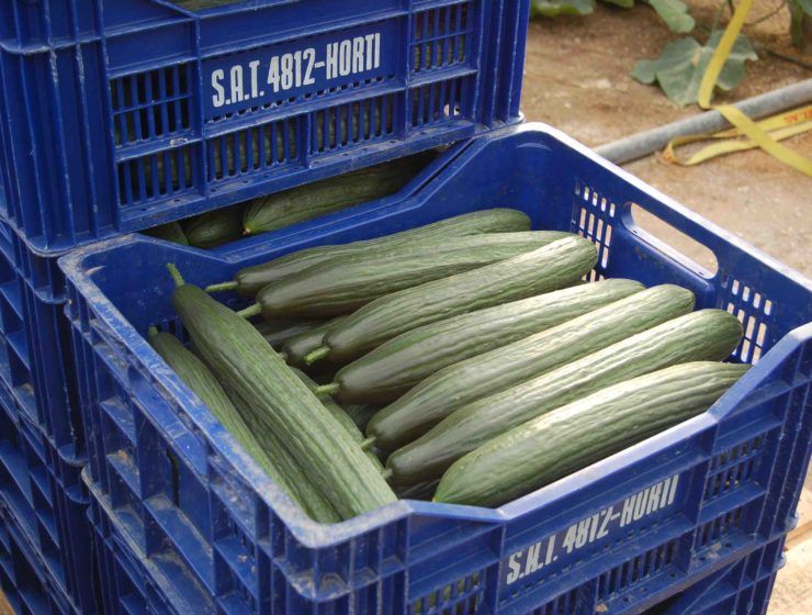 Los precios del pepino han motivado retiradas
