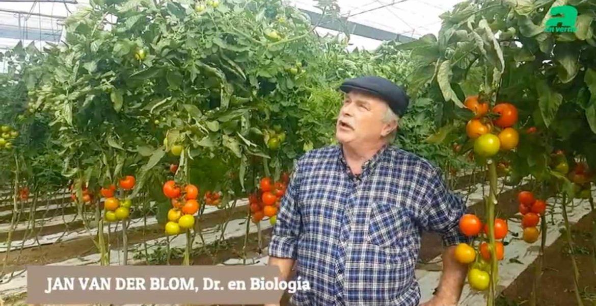 Culticonsejo de Jan van der Blom