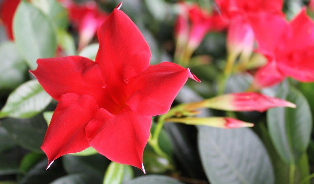 Ventas de flor cortada y planta viva