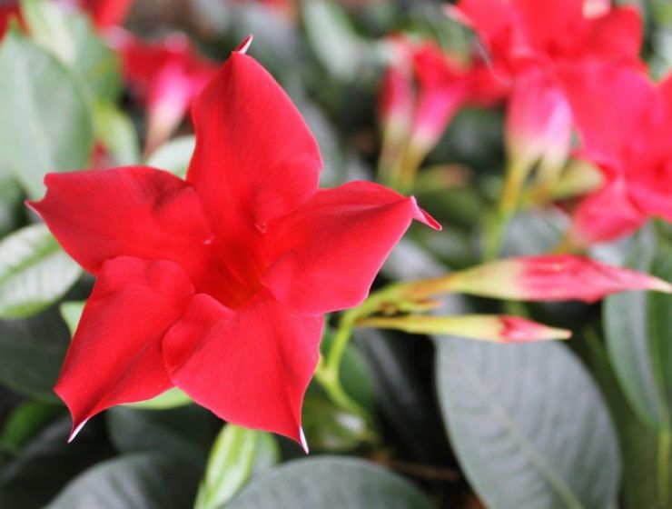 Ventas de flor cortada y planta viva