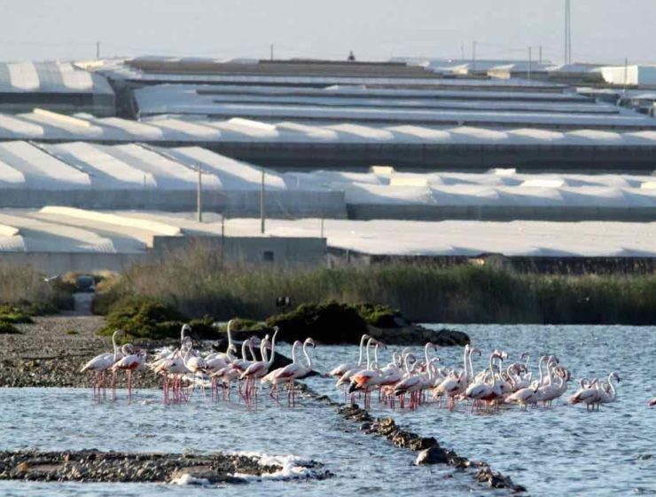 paisaje de invernaderos con flamencos