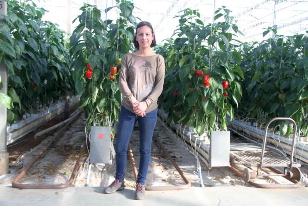 Técnica de campo de Agrosol Export