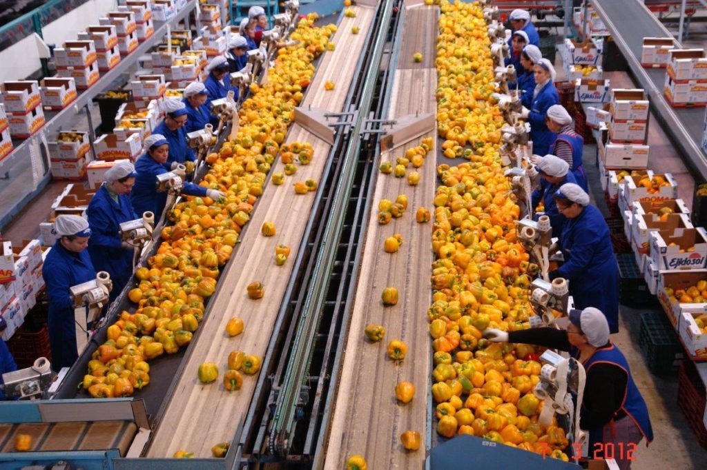almancen de manipulado de frutas y hortalizas
