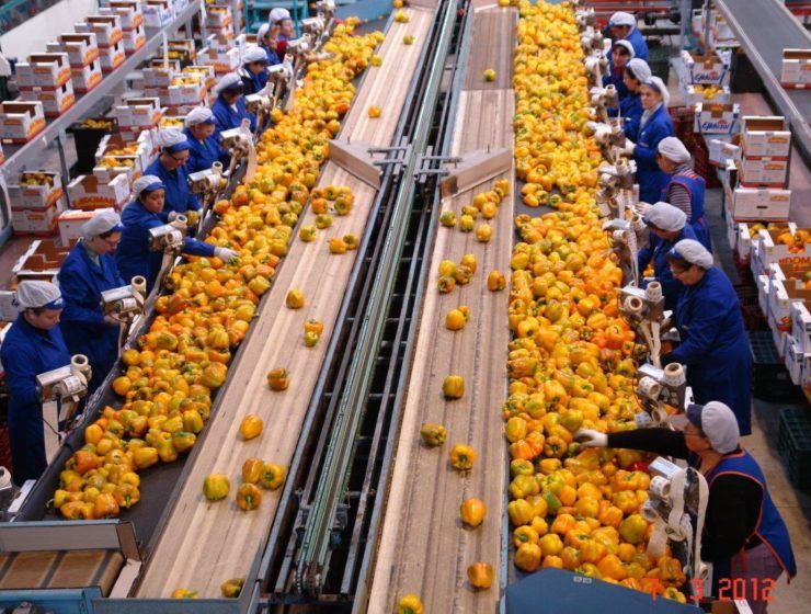 almancen de manipulado de frutas y hortalizas