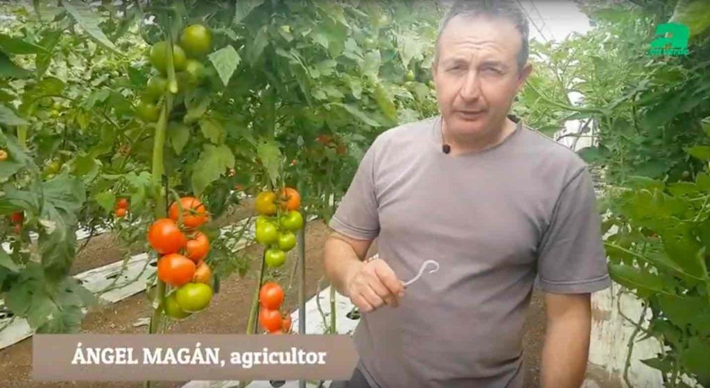 Consejos sobre cultivo de tomate en invernadero