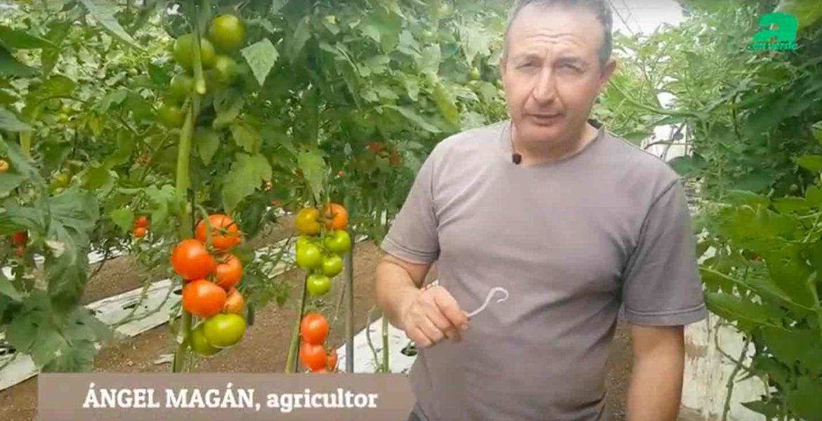 Consejos sobre cultivo de tomate en invernadero