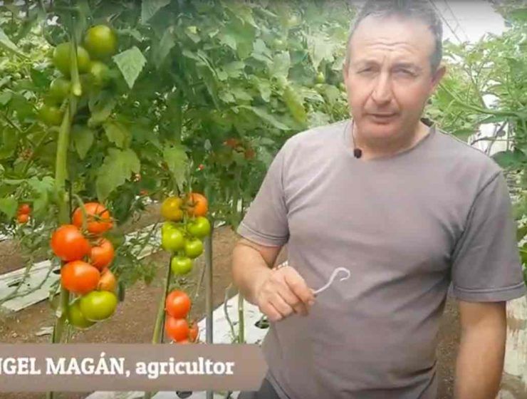 Consejos sobre cultivo de tomate en invernadero