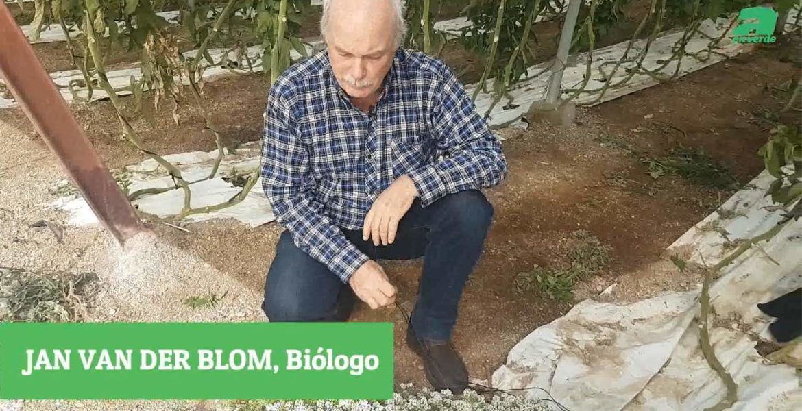 consejos para cultivos en invernadero