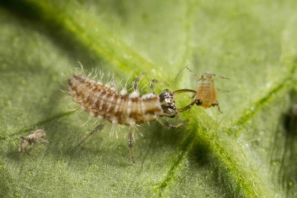 Chrysoperla_carnea en la lucha biológica
