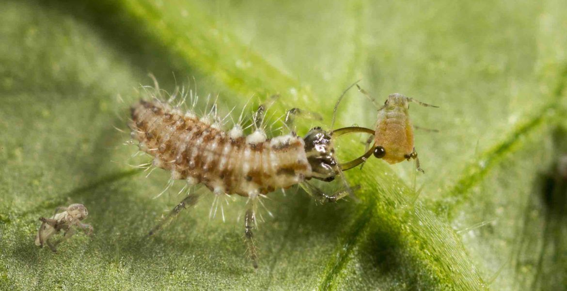 Chrysoperla_carnea en la lucha biológica