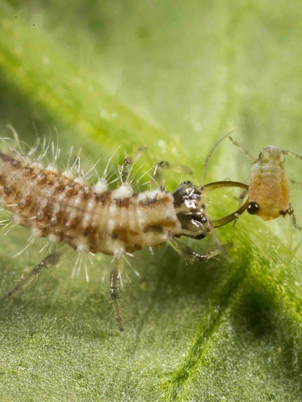 Chrysoperla_carnea en la lucha biológica