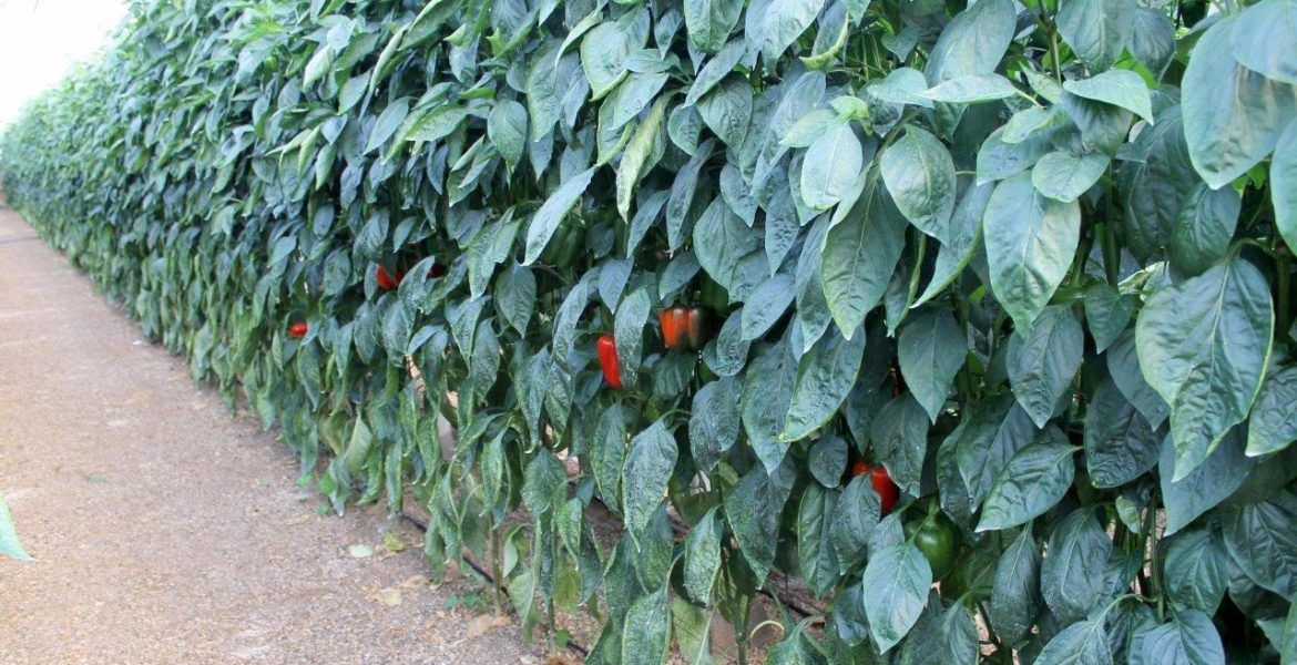 Ayudas de seguros agrarios en Andalucía