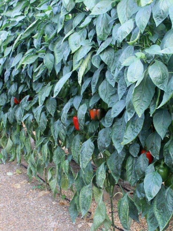 Ayudas de seguros agrarios en Andalucía