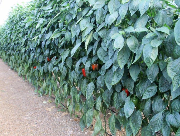 Ayudas de seguros agrarios en Andalucía