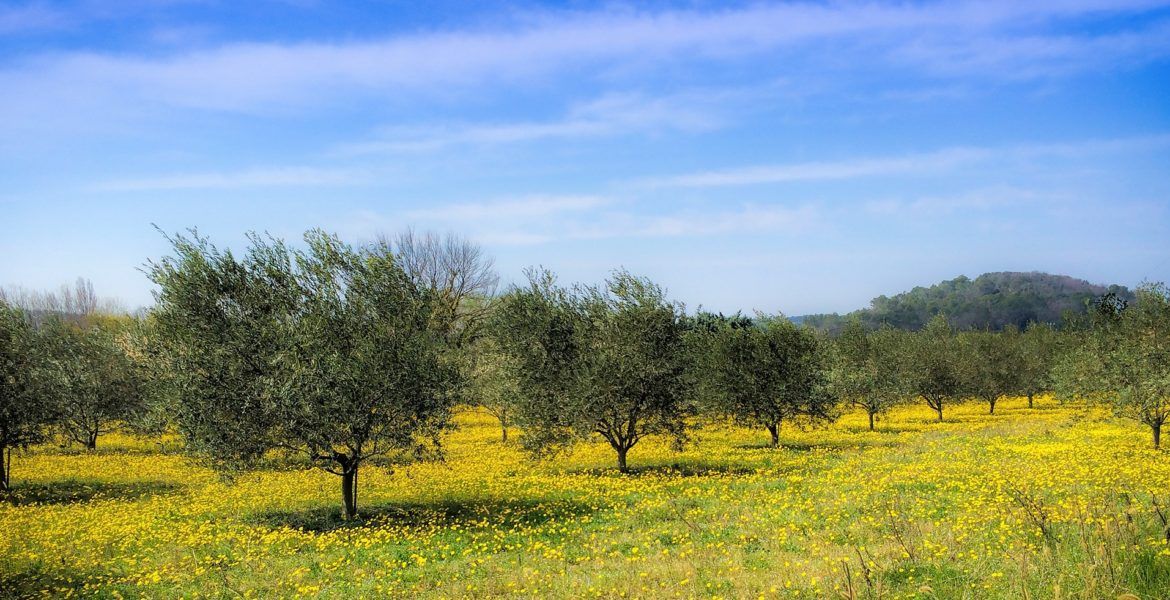 Ayuda para controlar la anchura vegetal de los olivos