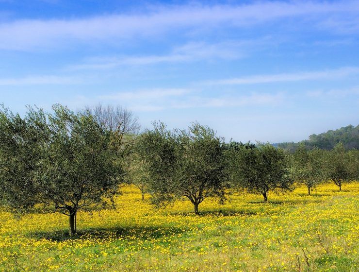 Ayuda para controlar la anchura vegetal de los olivos