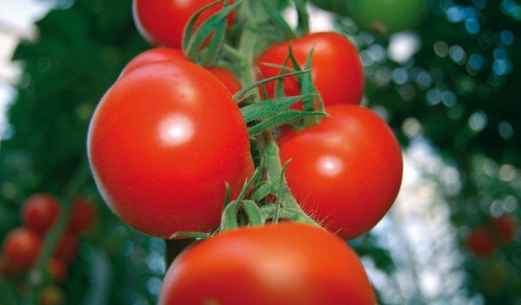 tomates