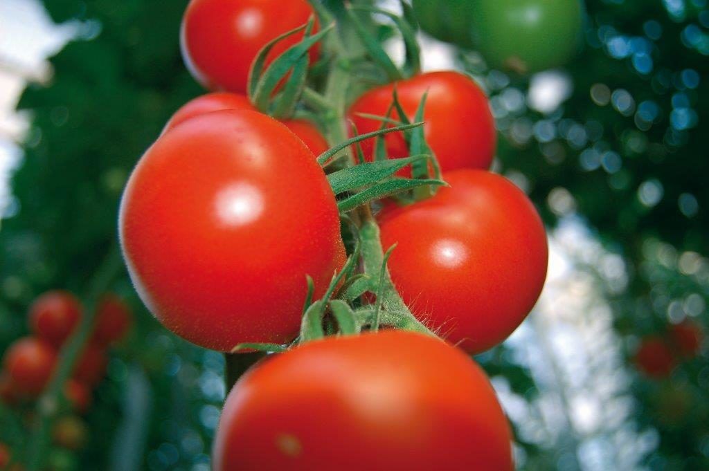 tomates