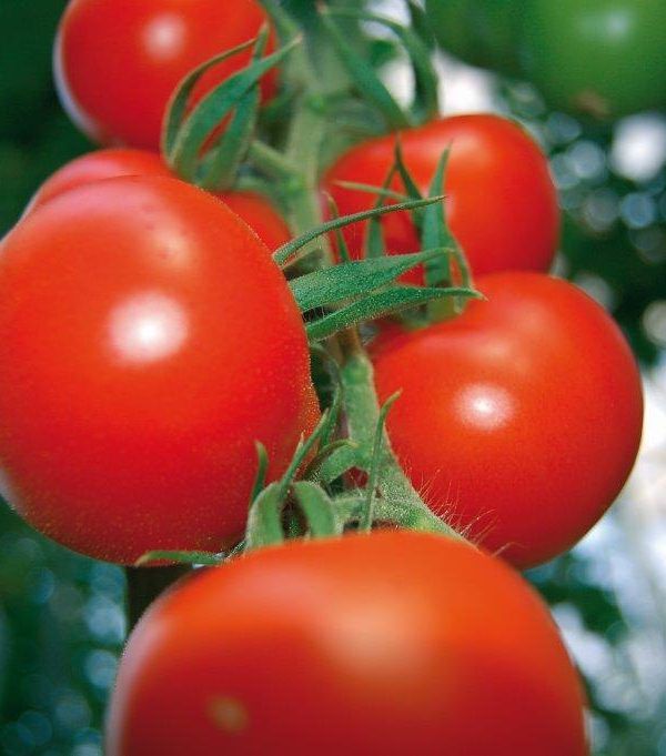 tomates