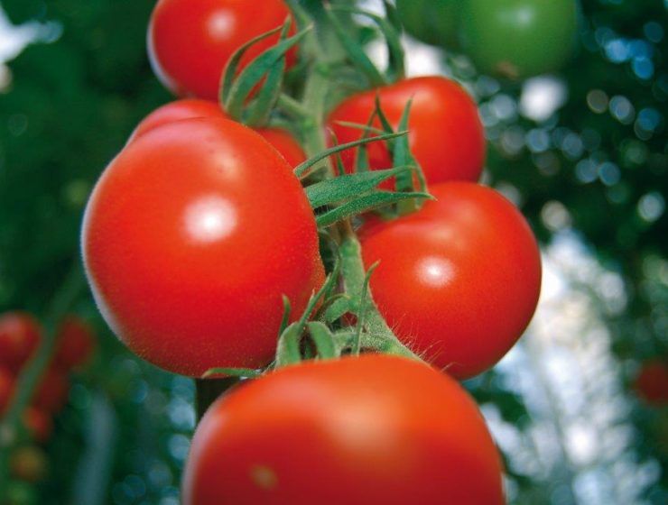 tomates