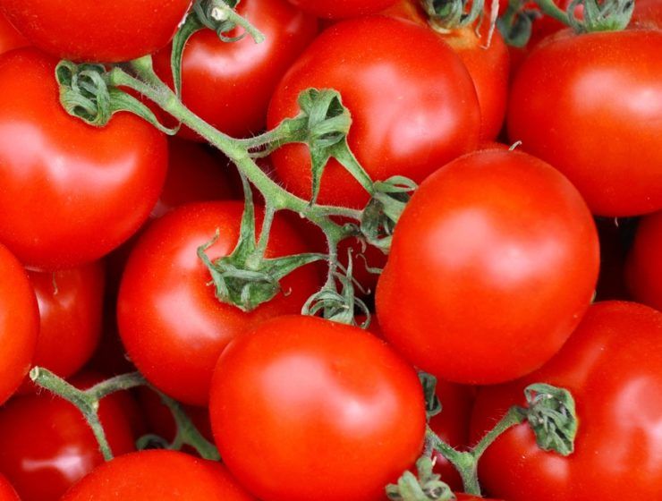 Tomates de Marruecos aumentan en España