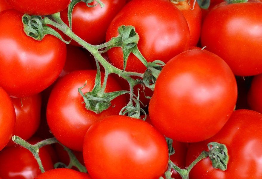 Tomates de Marruecos aumentan en España