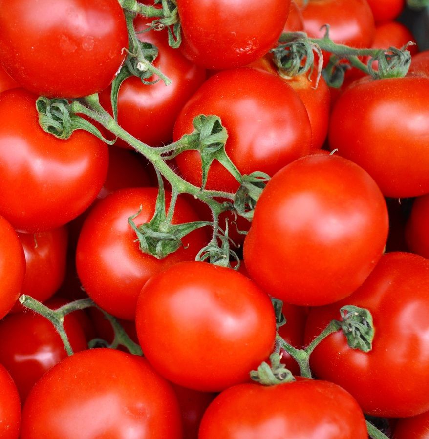 Tomates de Marruecos aumentan en España