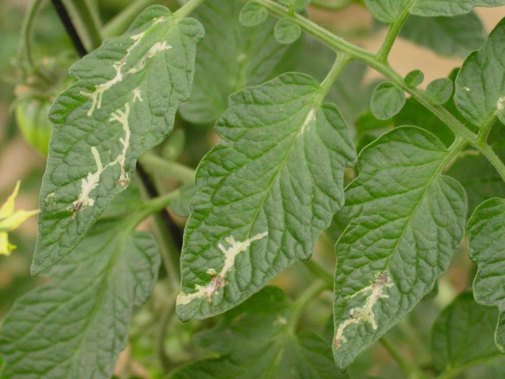 tuta absoluta