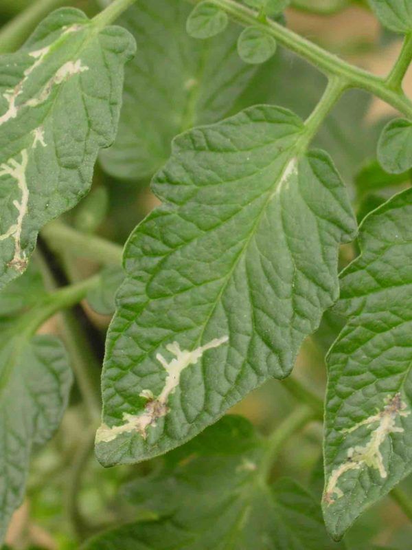 tuta absoluta