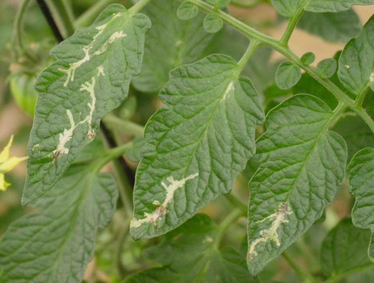 tuta absoluta