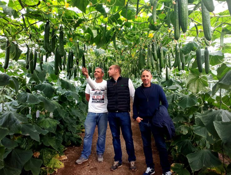 Agricultores y técnicos visitaron invernaderos con la nueva variedad Caoba de Fitó