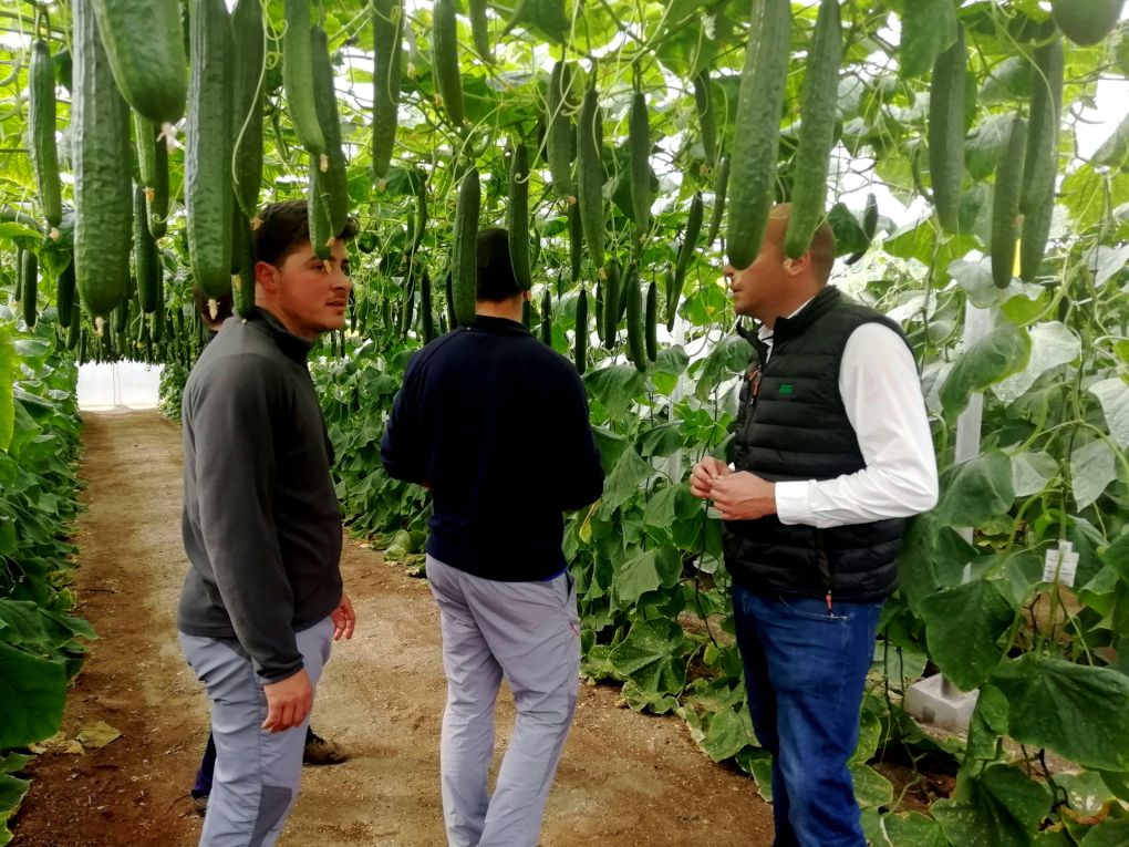 La nueva genética SmartQ da plantas más aireadas y sanas