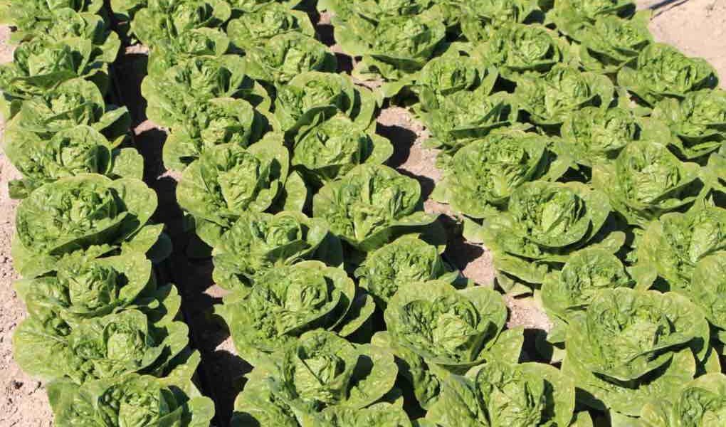 Ensayos de Syngenta de nuevas variedades de lechuga