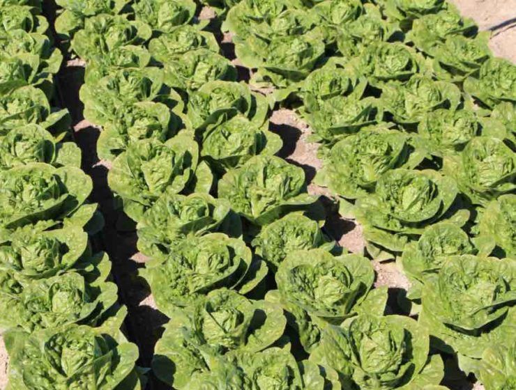 Ensayos de Syngenta de nuevas variedades de lechuga