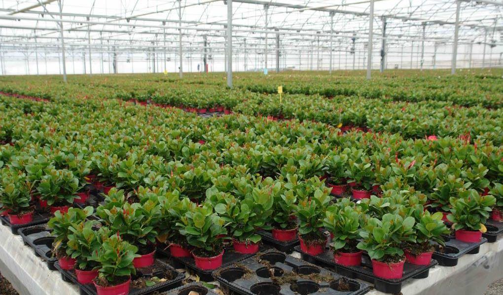 Exportación de flor cortada en España