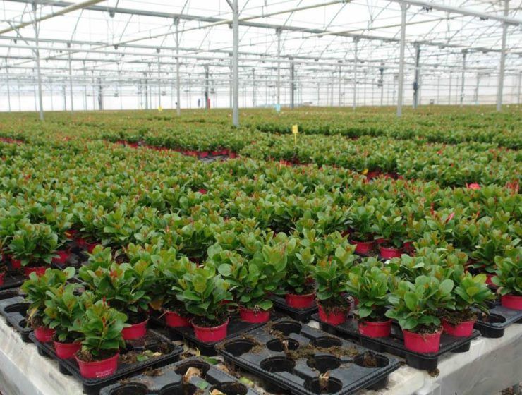 Exportación de flor cortada en España