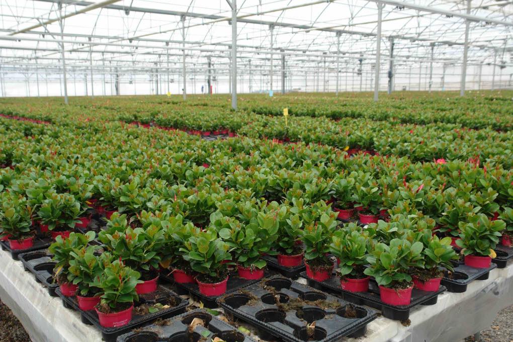 Exportación de flor cortada en España