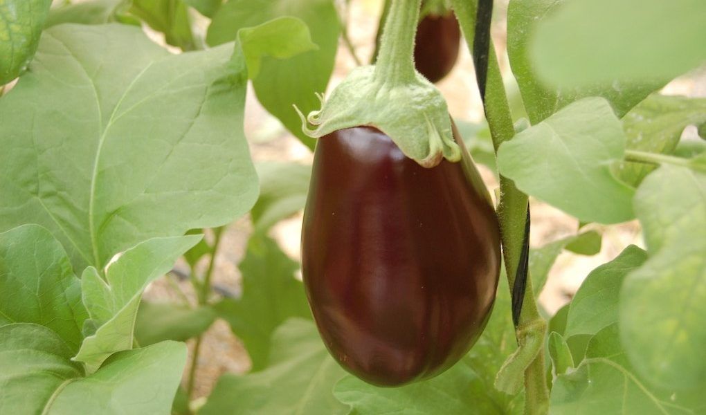 inernadero berenjena (1)