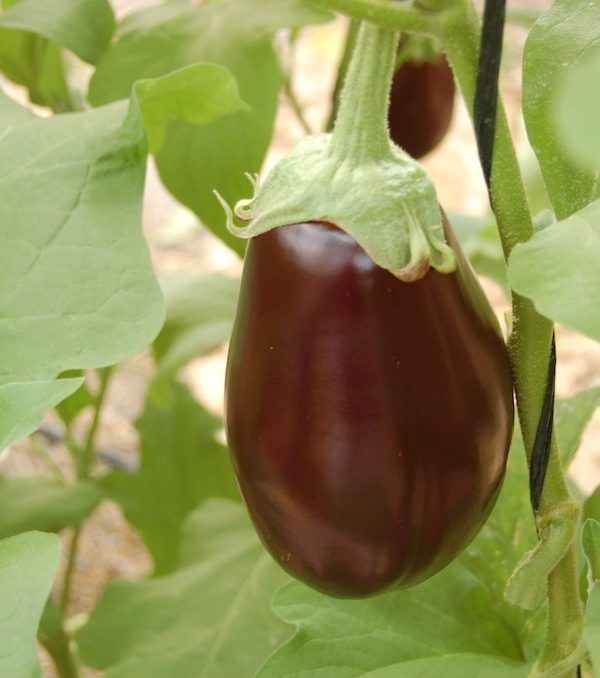 inernadero berenjena (1)