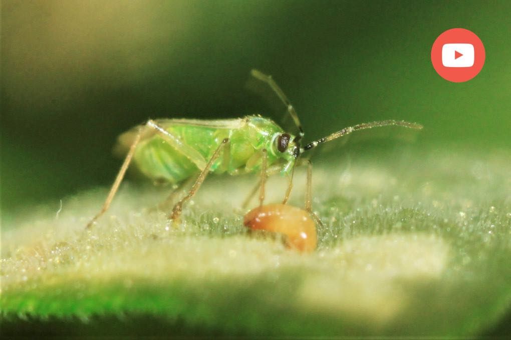 Nesidiocoris, depredador de la mosca blanca.