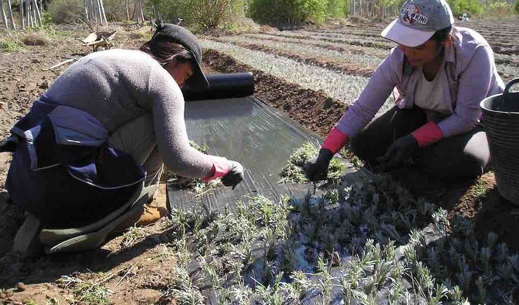 decreto de subvenciones a entidades de mujeres rurales