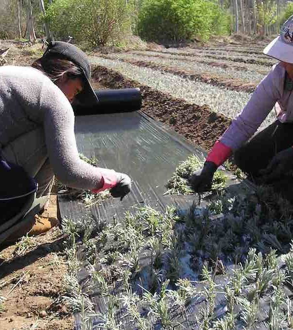 decreto de subvenciones a entidades de mujeres rurales