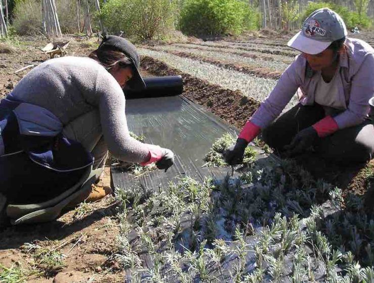 decreto de subvenciones a entidades de mujeres rurales
